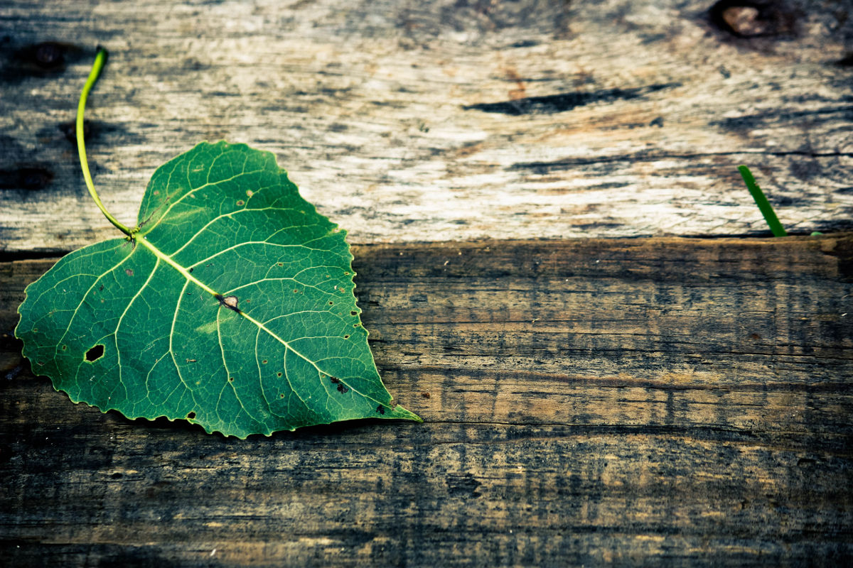 Impregnálás (rovar és gombamentesítés)